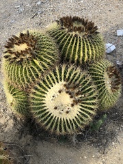 Kroenleinia grusonii