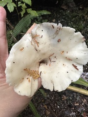 Pleurocybella porrigens