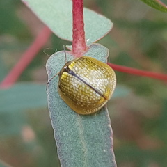 Paropsisterna agricola