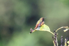 Selasphorus scintilla