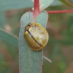 Paropsisterna agricola