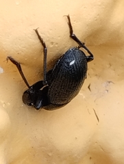 Tenebrio molitor