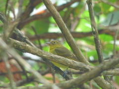 Hemithraupis flavicollis