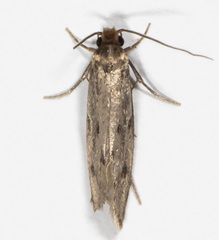 Tinea pellionella