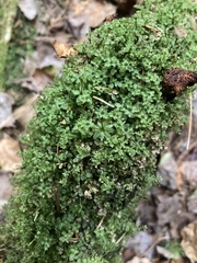 Plagiomnium cuspidatum