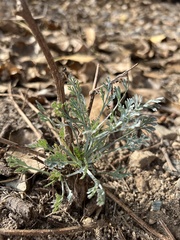 Eschscholzia californica