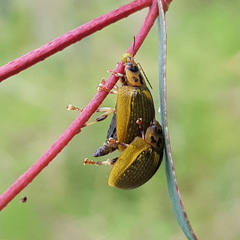 Paropsisterna agricola