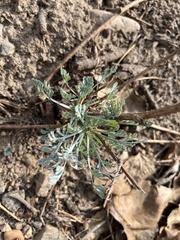 Eschscholzia californica