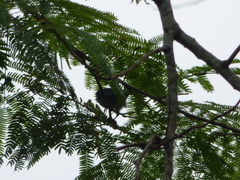 Conirostrum speciosum