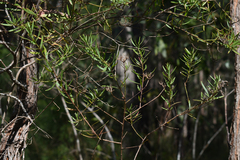 Platysace valida
