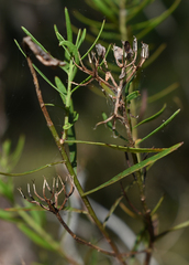 Platysace valida