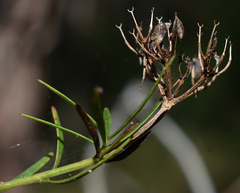 Platysace valida
