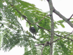 Conirostrum speciosum