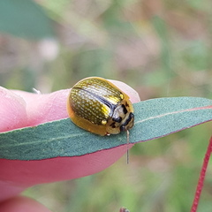 Paropsisterna agricola