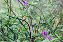 Selasphorus scintilla