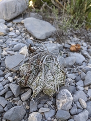Astrophytum capricorne
