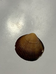 Glycymerididae