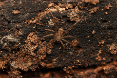 Selenopidae