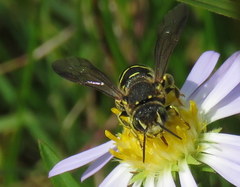 Dianthidium