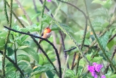 Selasphorus scintilla