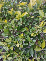 Brunfelsia pauciflora