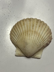 Argopecten