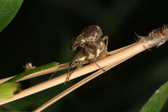 Sciobius