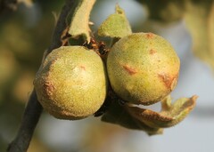 Andricus infectorius