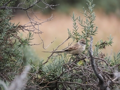 Leptasthenura aegithaloides
