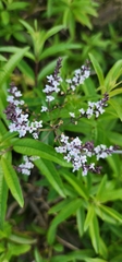 Verbena officinalis