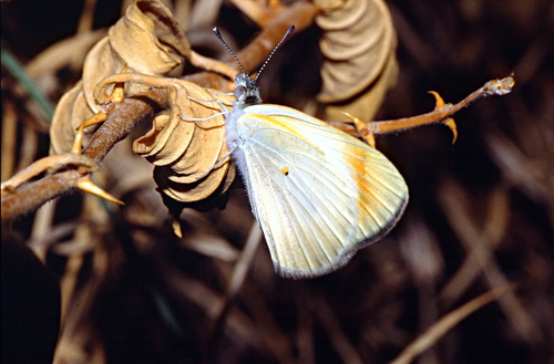 Desert Orange Tip