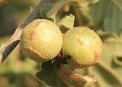 Andricus infectorius