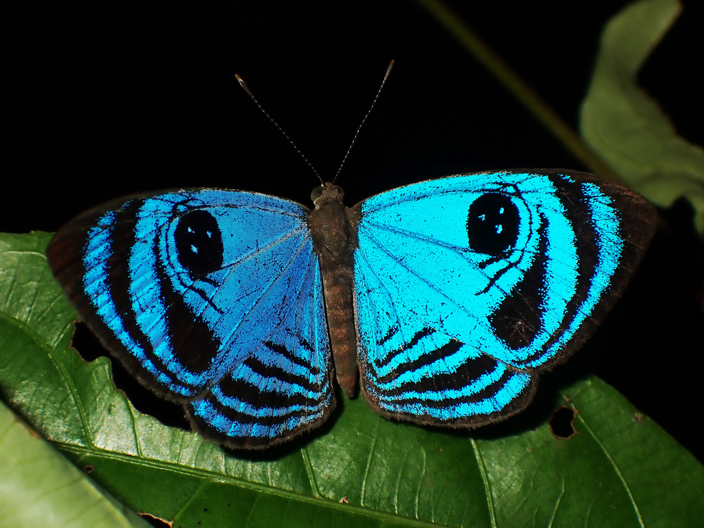 Semomesia capanea