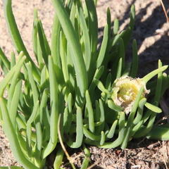 Conicosia pugioniformis