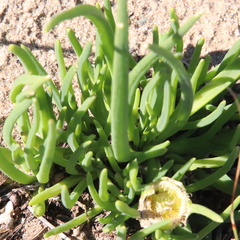 Conicosia pugioniformis