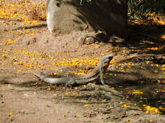 Callopistes maculatus