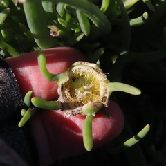 Conicosia pugioniformis