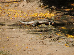 Callopistes maculatus