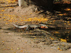 Callopistes maculatus