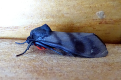 Pachydota