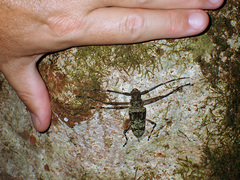 Macropophora trochlearis