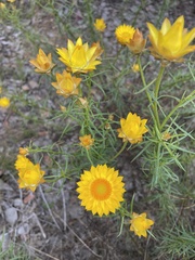 Xerochrysum bracteatum