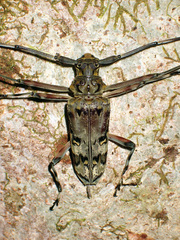 Macropophora trochlearis