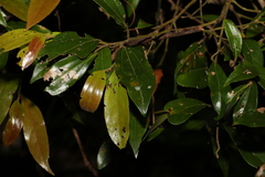 Cryptocarya triplinervis pubens