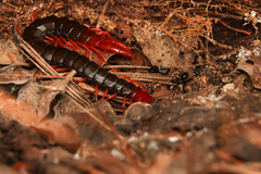 Cormocephalus nitidus