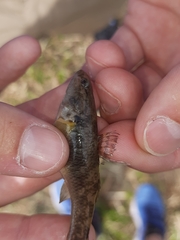 Gobiomorphus cotidianus