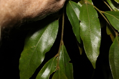 Cryptocarya triplinervis pubens