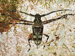 Macropophora trochlearis