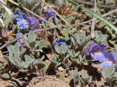 Penstemon caespitosus perbrevis