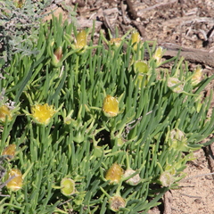 Conicosia pugioniformis